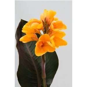  Canna Chocolate Sunrise 1 pack Patio, Lawn & Garden