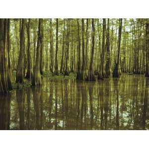 Cypress Trees Reflected in the Green Waters of Bayou Long, Louisiana 