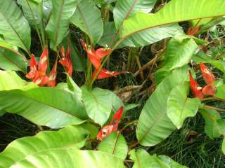 LIVE Rhizome Heliconia stricta VIVID RED Dwarf Jamaican  