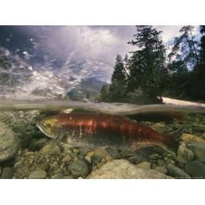  Spawning Sockeye Salmon in a Shallow Channel National 