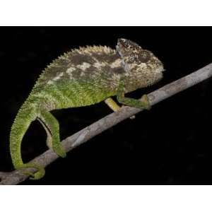 Warty Chameleon Walking Along Branch, Berenty Reserve, Madagascar 