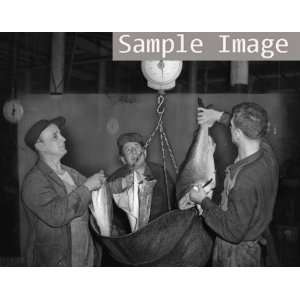  1951 James Polito, Nick Russo and Jack La Fanci weighing 