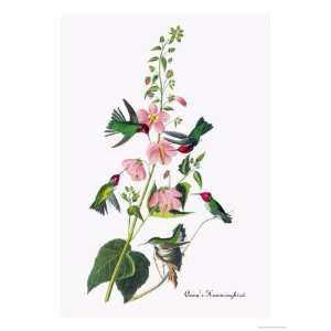   Giclee Poster Print by John James Audubon, 24x32