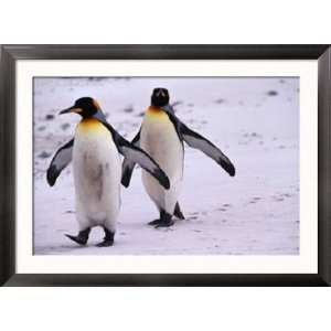 King Penguins (Aptenodytes Patagonicus) Walking, Antarctica Framed 