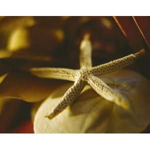  Starfish III, by Philip Clayton Thompson, 25 in. x 21 in 