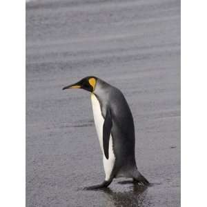 King Penguin, St. Andrews Bay, South Georgia, South Atlantic Stretched 