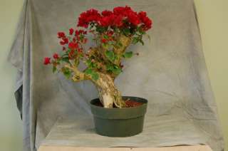   Red Bougainvillea. The best tropical flowering bonsai tree  