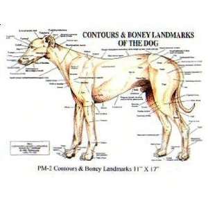  PetMassage Contours & Bony Landmarks of the Dog Chart 