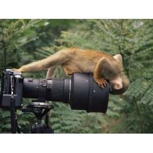  Squirrel Monkey, Investigates Camera, ia, Ecuador 