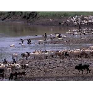  Hamar Tribesman Herding Goat and Cattle, Turmi, Ethiopia 