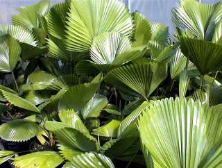 Elegant Round Leaf Palm LIVE Indoor Plant 1 Gallon Deco  