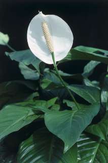   Lily Plant Spathiphyllum Mauna Loa Easy To Grow Clean Air Nice Gift