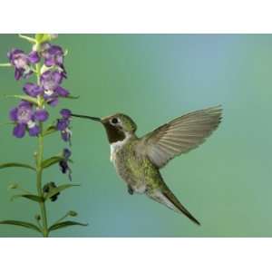  Hummingbird Feeding on Purple Angelonia, Paradise 