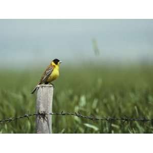 Black Headed Bunting Perches on a Fence Post, Emberiza Melanocephala 