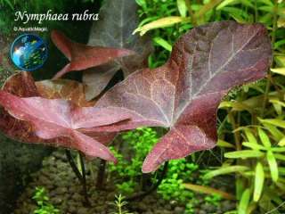 Rubra x5 # Live aquarium plant fish tank WS  30%  