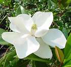 Southern Magnolia grandiflora 10 seeds