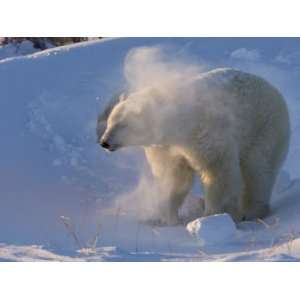  Polar Bear, (Ursus Maritimus), Churchill, Manitoba, Canada 