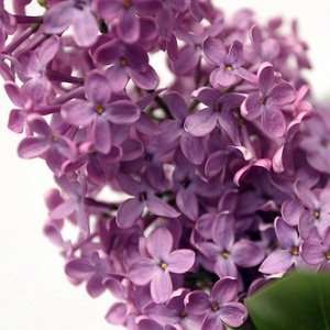  Eternal Lilac fragrance oil Beauty