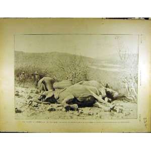  1902 Elephant Hunt Shoot Africa Ivory Gent French Print 