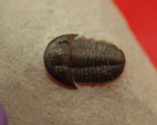   DETAILED GERASTOS TRILOBITE FROM MOROCCO   AA Quality    