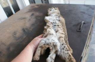 Bobcat pelt Missouri skin tanned trapper fur/skin/hide soft white 