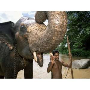  Elephant and His Mahout Washing in the River Near Kandy 