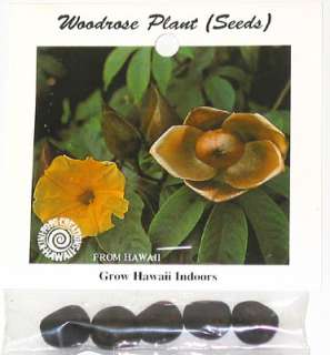 HAWAIIAN WOODROSE PLANT SEEDS  