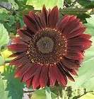 Terracotta Sunflower Seeds ~ Sharp Colors
