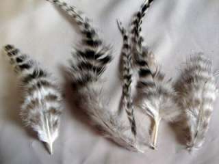 80+ PC.NATURAL BARRED ROOSTER GRIZZLY FEATHERS   NICE  