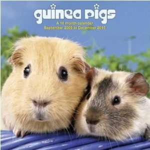  Guinea Pigs 2010 Wall Calendar