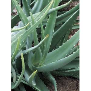  Close Up of Aloe Barbadensis Miller Plants Stretched 