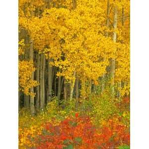  Quaking Aspen and Sumac, Routt National Forest, Colorado 