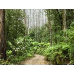 Road Through Rainforest, Yarra Ranges National Park 