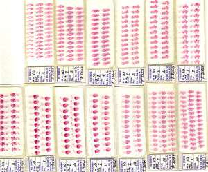 Serial Cross section 10mm pig embryo Slides SET I  