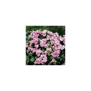  Phlox Promise® Rose Seeds Patio, Lawn & Garden