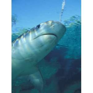  Tiger Shark, Atlantis Resort, Bahamas, Caribbean Stretched 