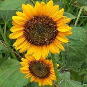Sunflower Dwarf Sunspot 50 Seeds*Short with Big Blooms*  
