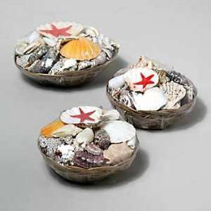  Seashells in Wicker Basket Case Pack 36 