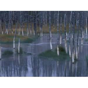 Trees Reflected in Pond along Firehole Lake Drive, Yellowstone 